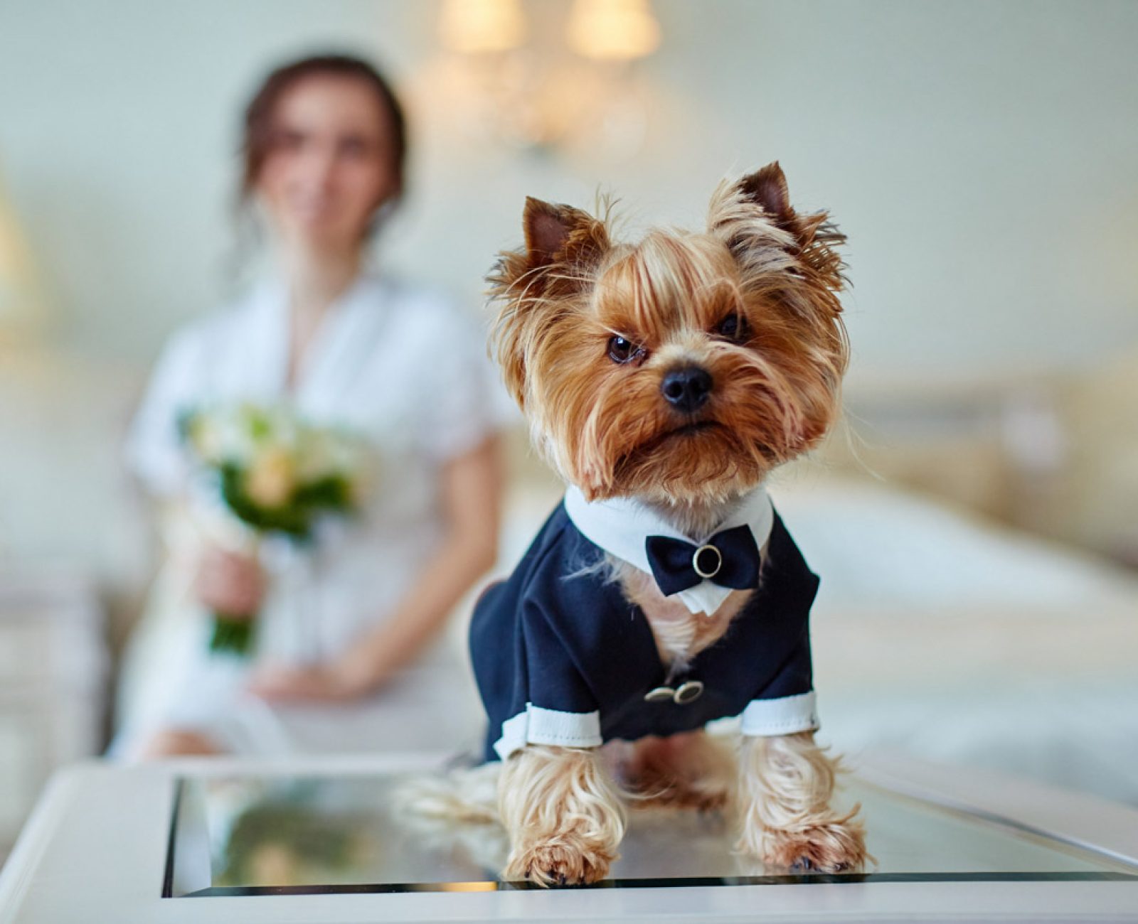 Terrier dressed as a groom in the bedroom of the bride.