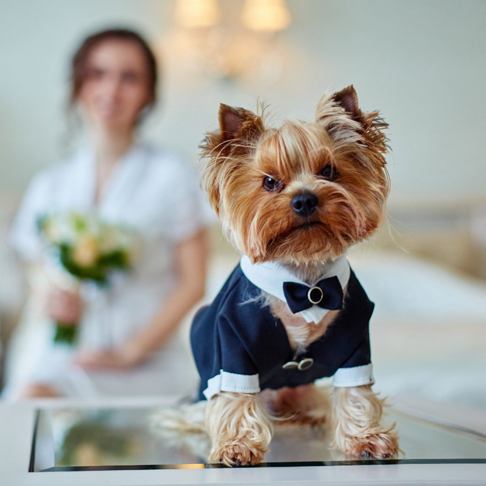 Terrier dressed as a groom in the bedroom of the bride.